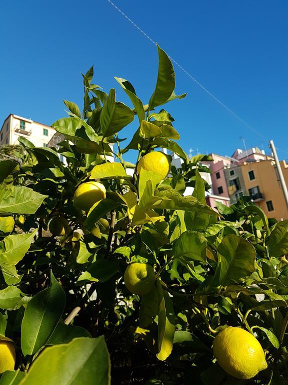 Affittacamere Il Timone Corniglia Dış mekan fotoğraf